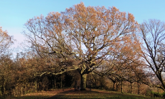 The Honor Oak planted in 1906_ at One Tree Hill
